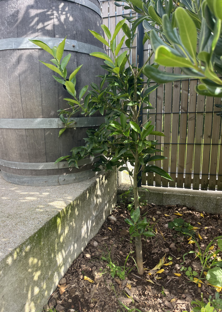 Zoomer sur l'image : 