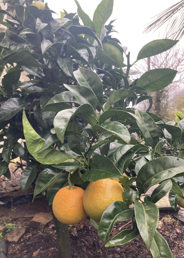 Zoomer sur l'image : 