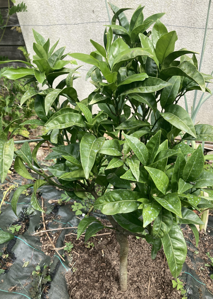 Zoomer sur l'image : 