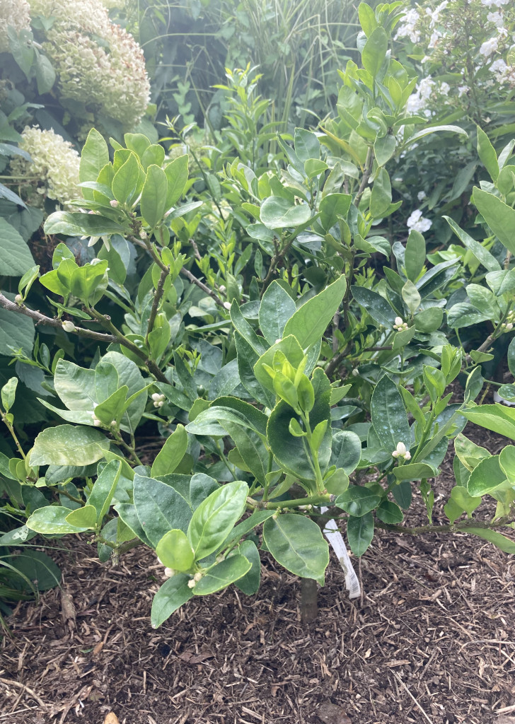 Zoomer sur l'image : 