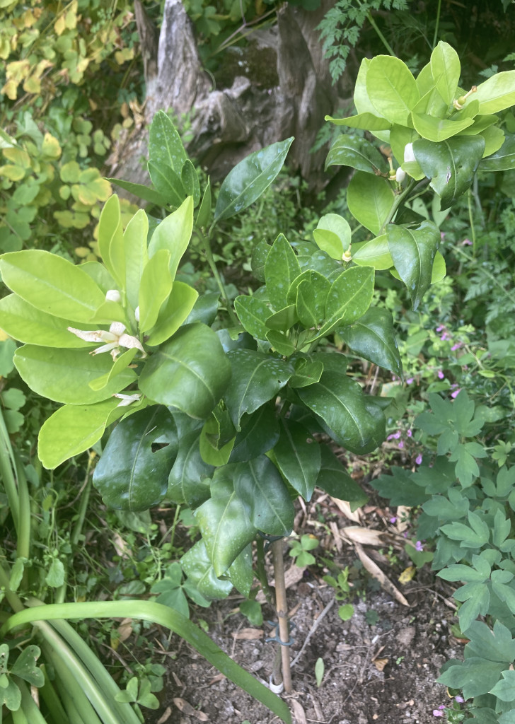 Zoomer sur l'image : 