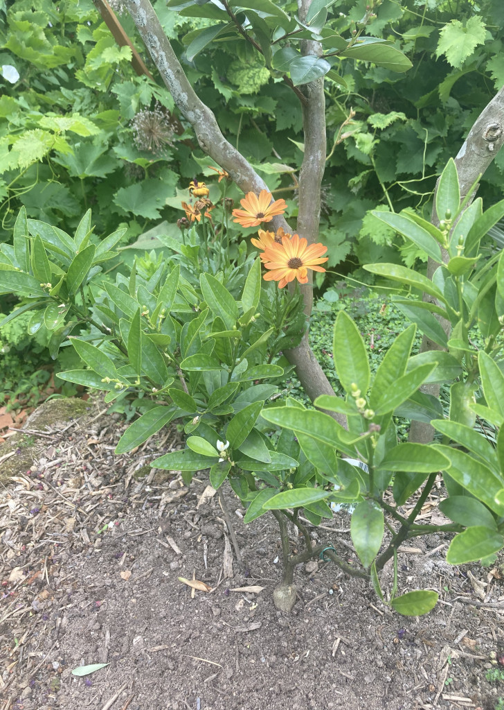 Zoomer sur l'image : 