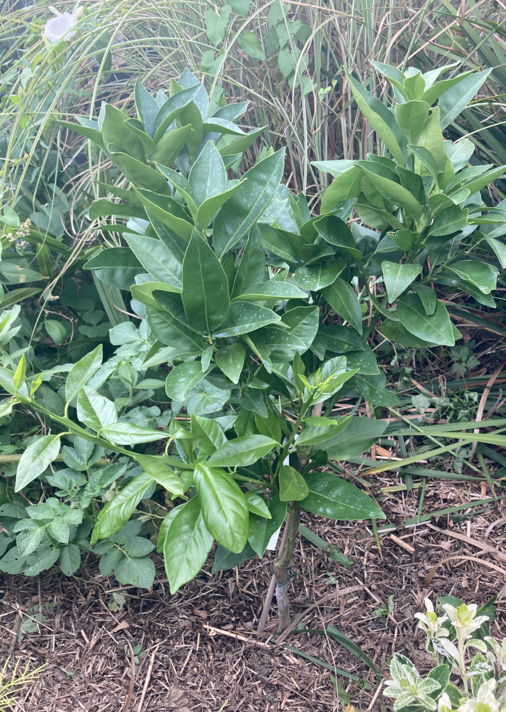 Zoomer sur l'image : 