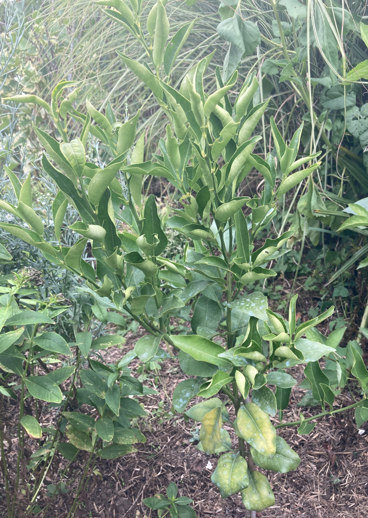 Zoomer sur l'image : 