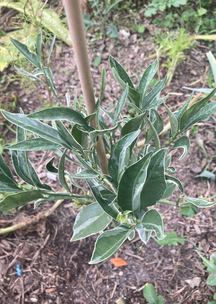 Zoomer sur l'image : 