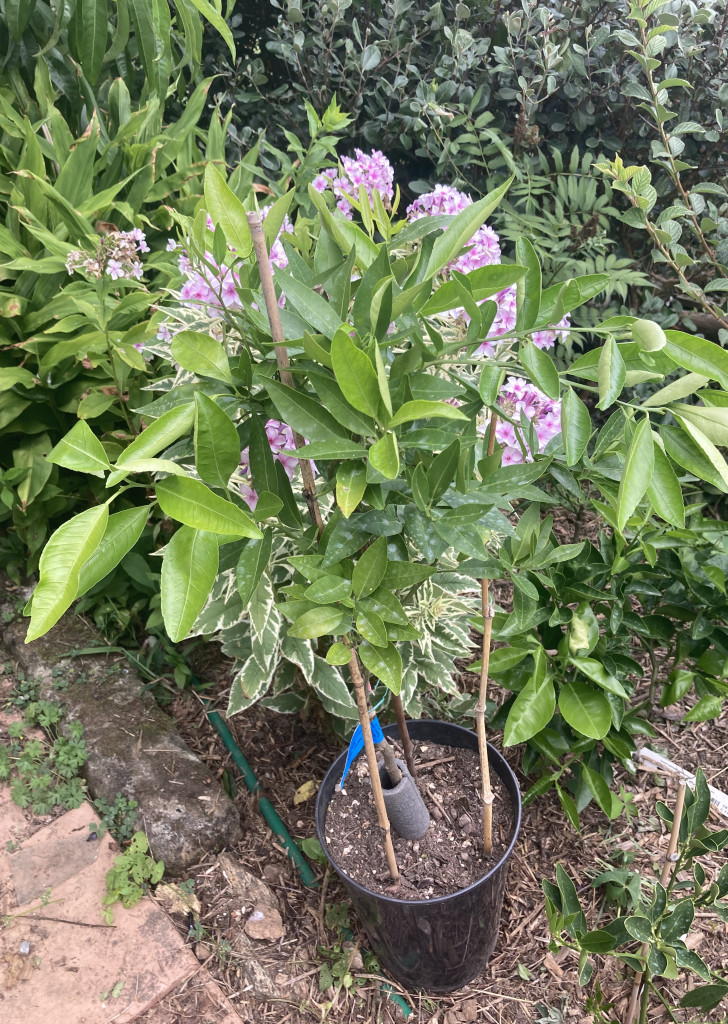 Zoomer sur l'image : 