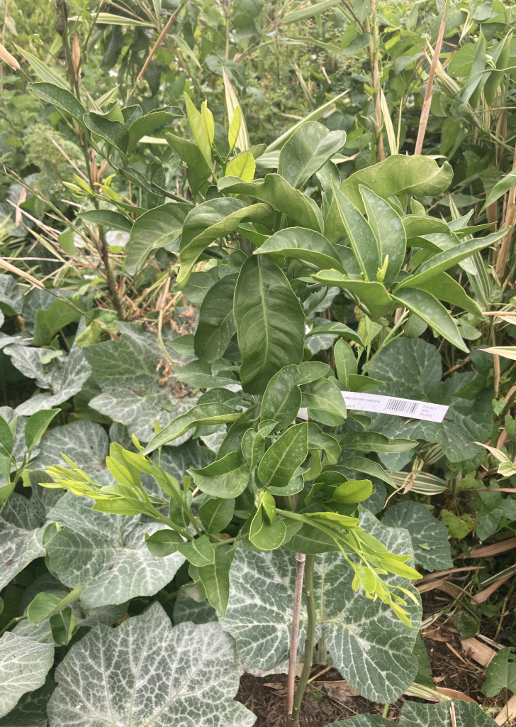 Zoomer sur l'image : 