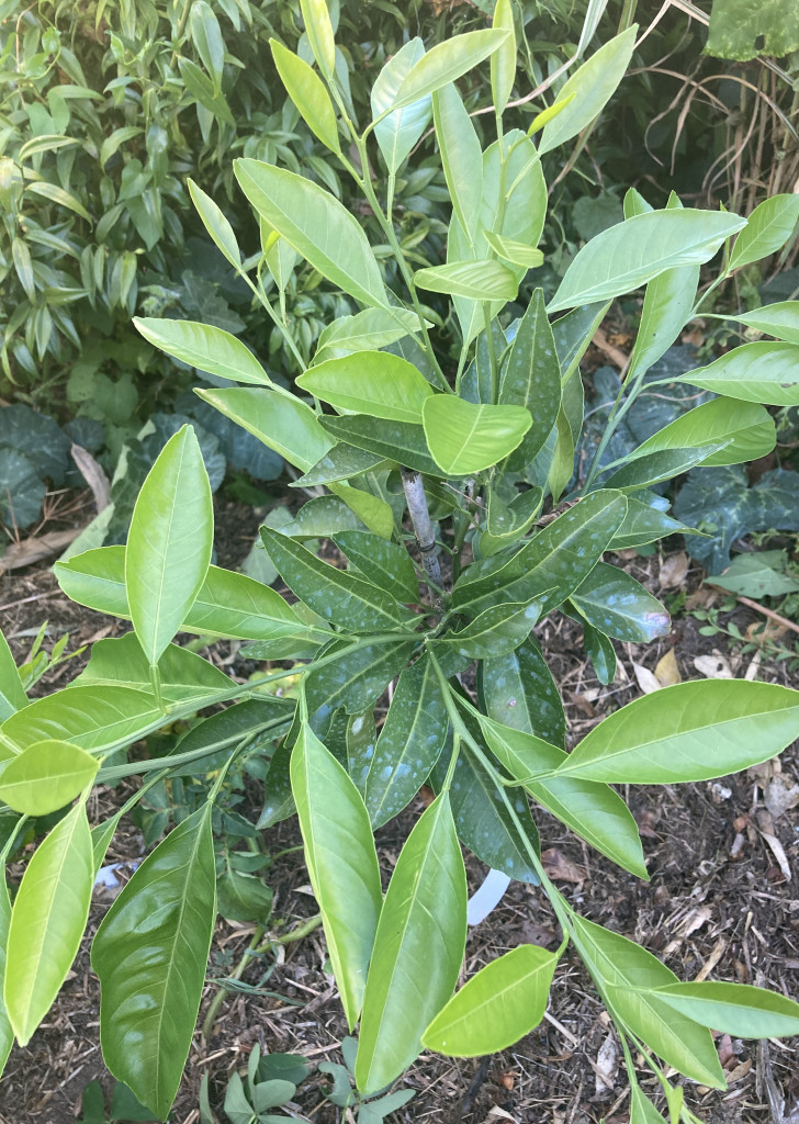 Zoomer sur l'image : 