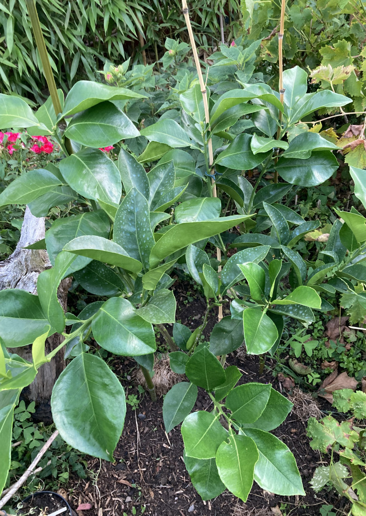 Zoomer sur l'image : 