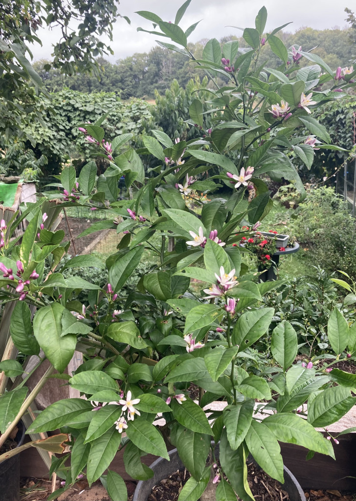 Zoomer sur l'image : 