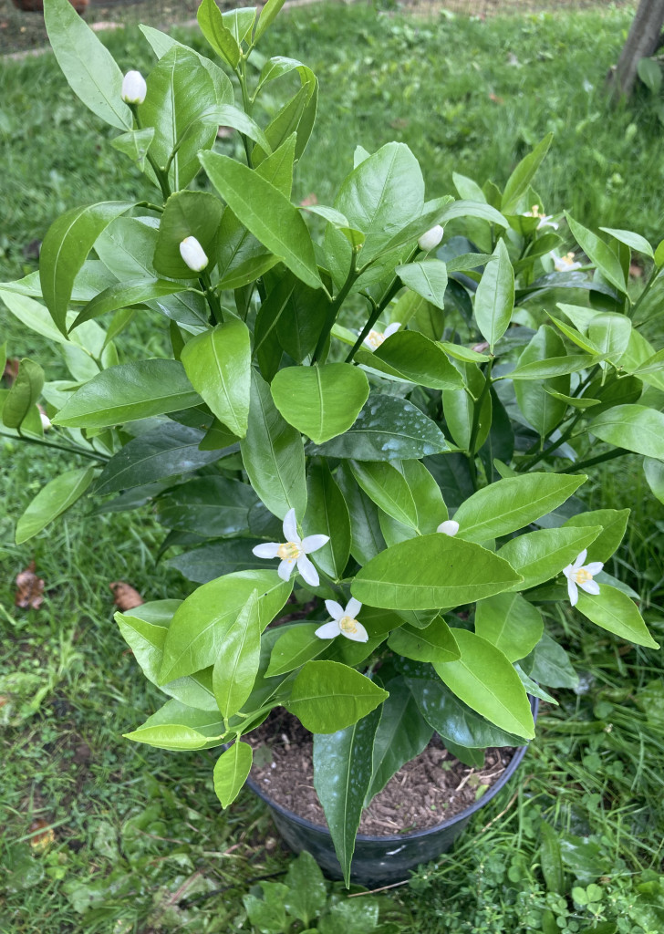 Zoomer sur l'image : 