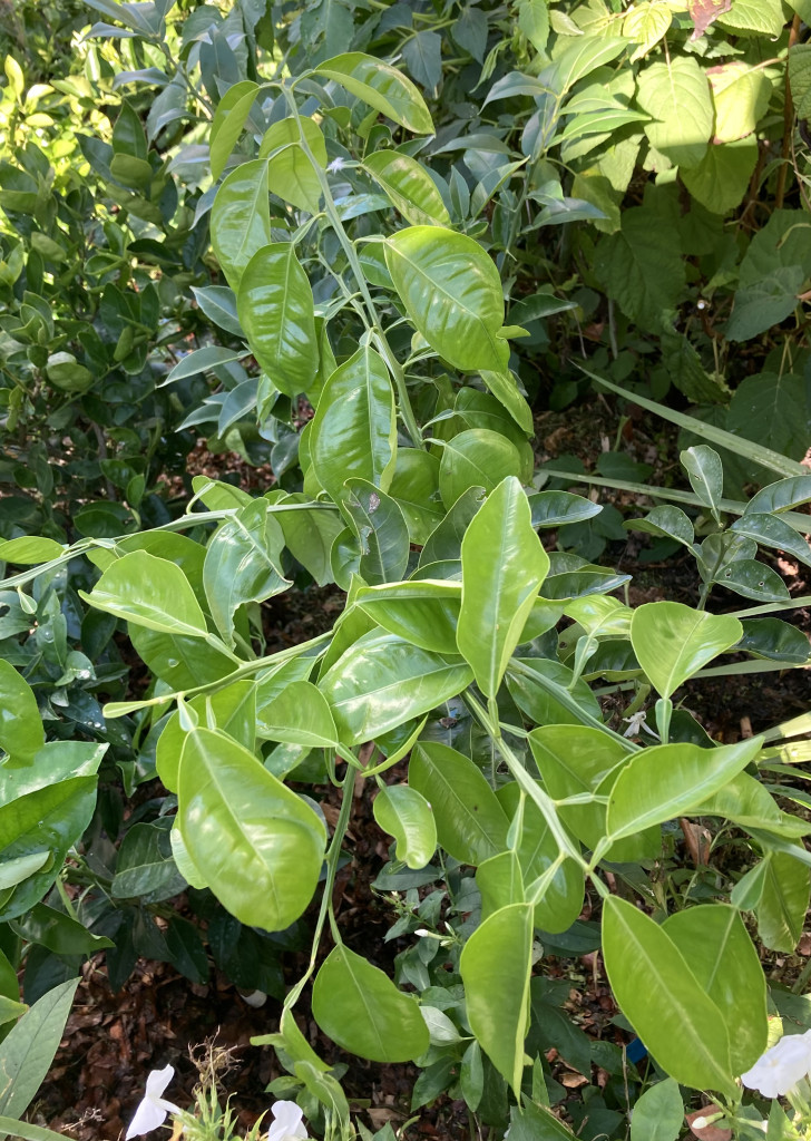 Zoomer sur l'image : 