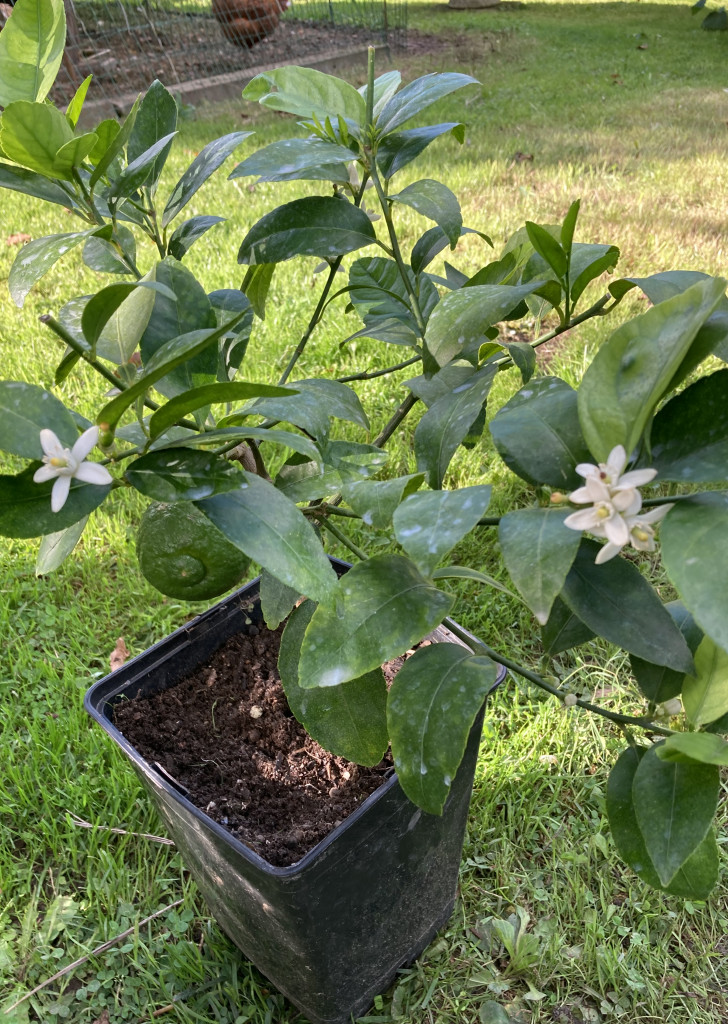 Zoomer sur l'image : 