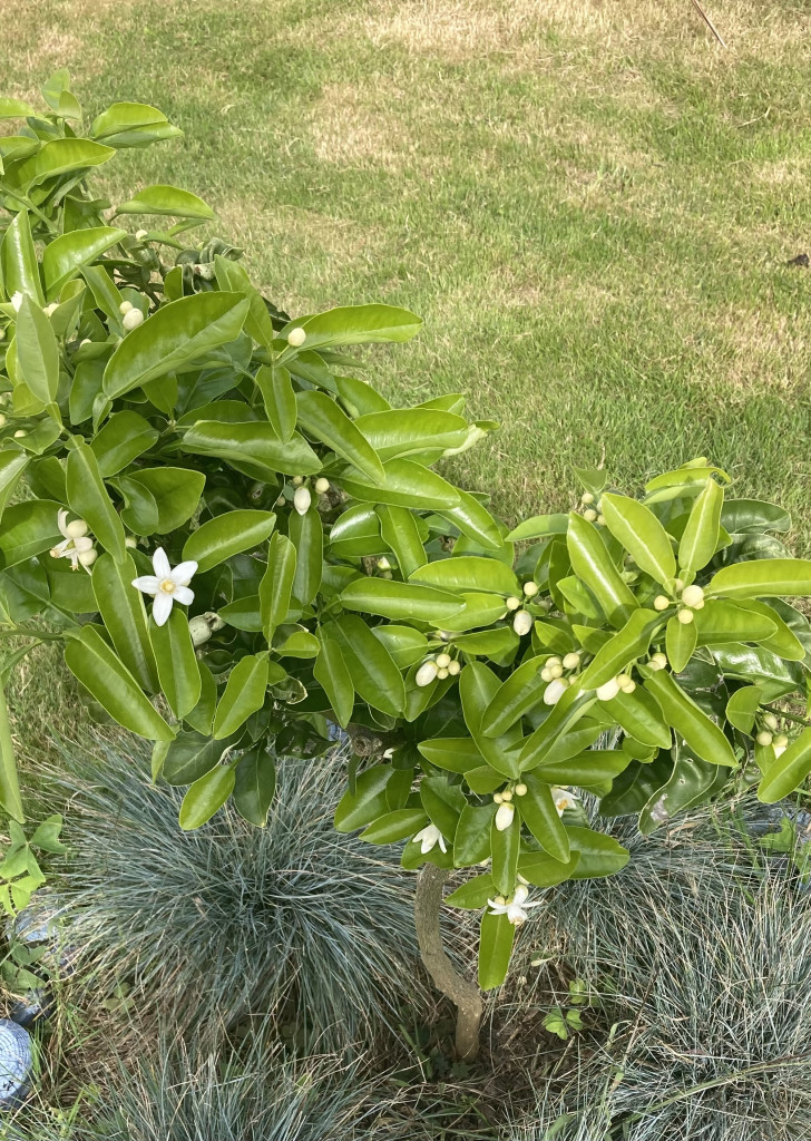 Zoomer sur l'image : 