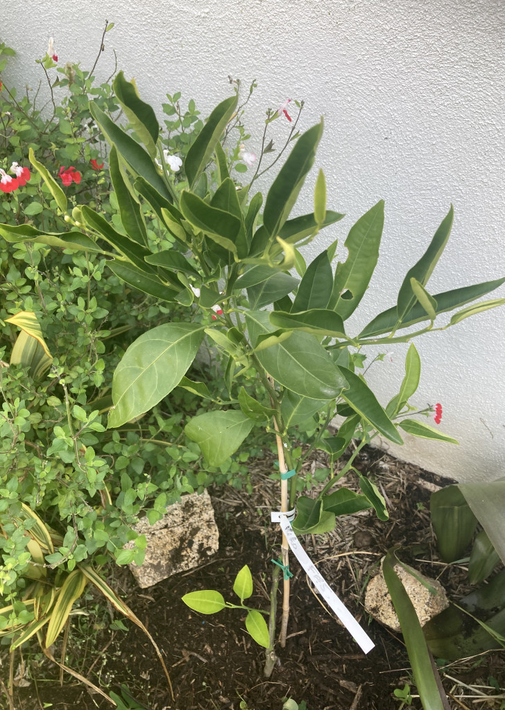 Zoomer sur l'image : 