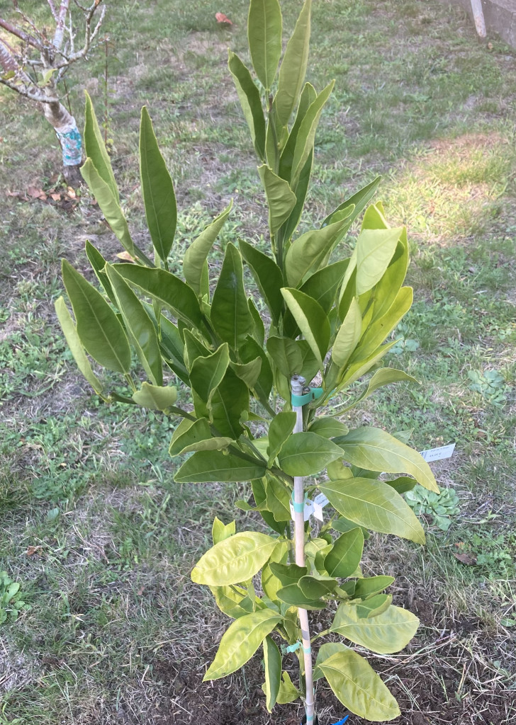 Zoomer sur l'image : 