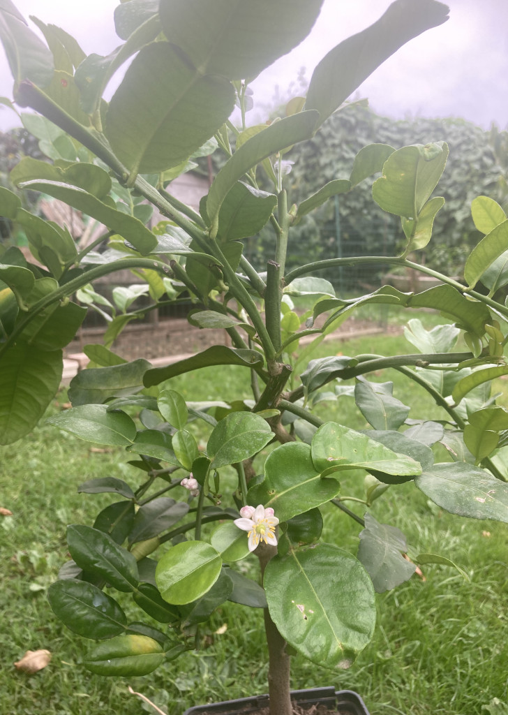 Zoomer sur l'image : 