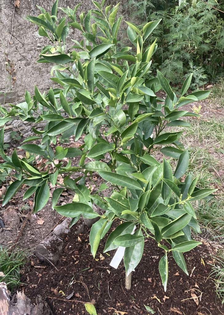 Zoomer sur l'image : 