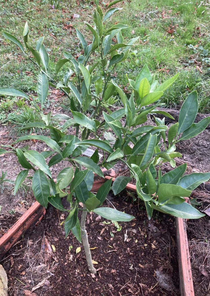 Zoomer sur l'image : 