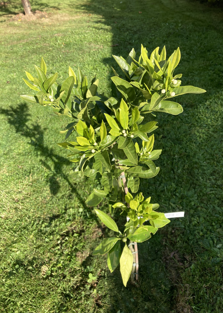 Zoomer sur l'image : 