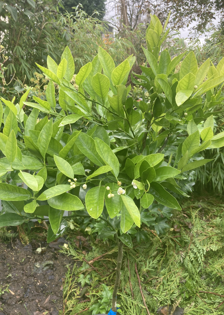 Zoomer sur l'image : 