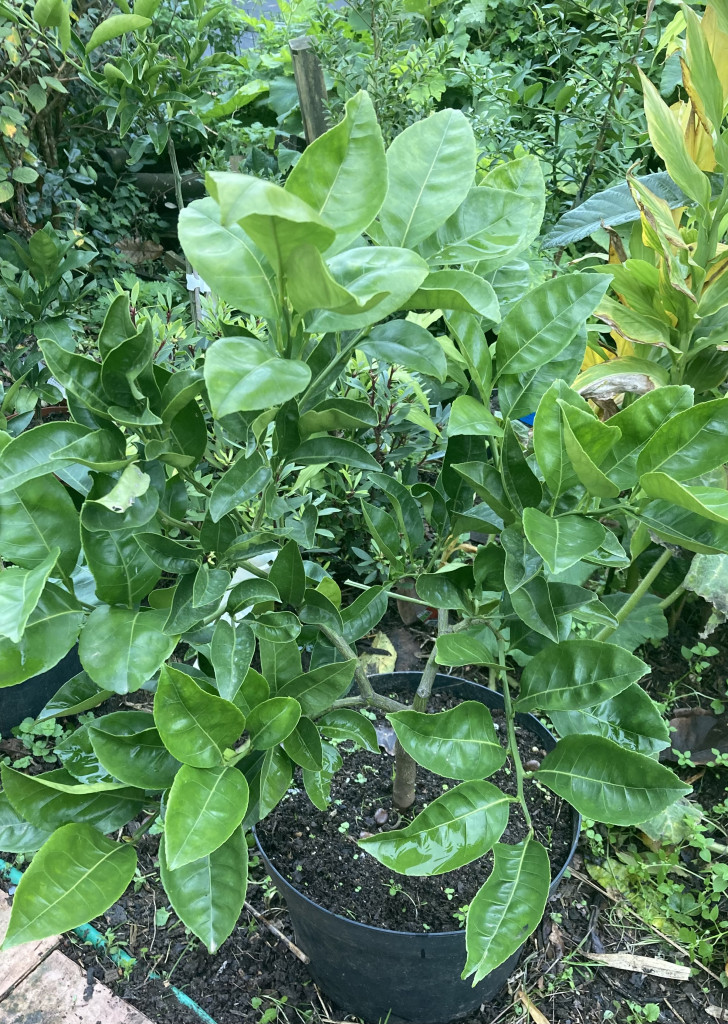 Zoomer sur l'image : 