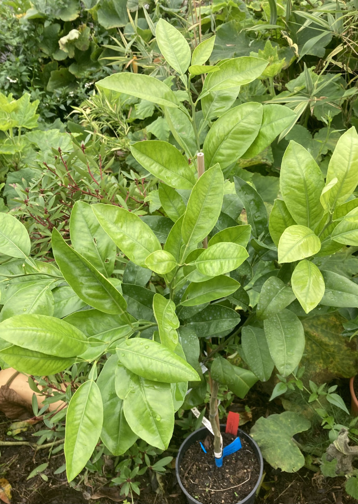 Zoomer sur l'image : 