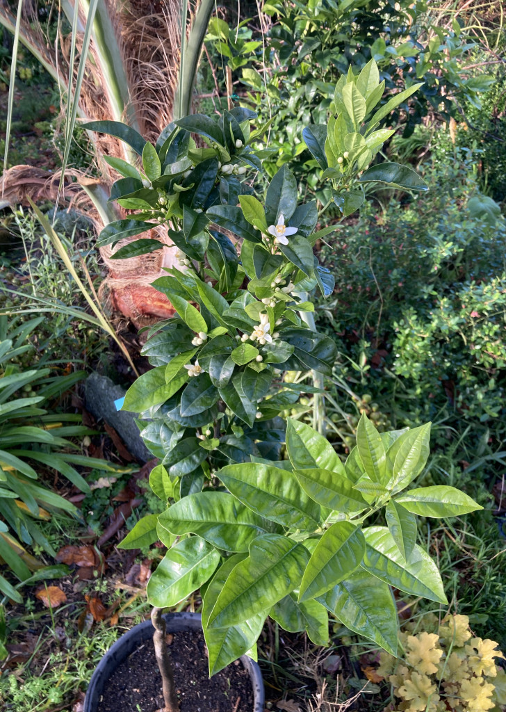 Zoomer sur l'image : 