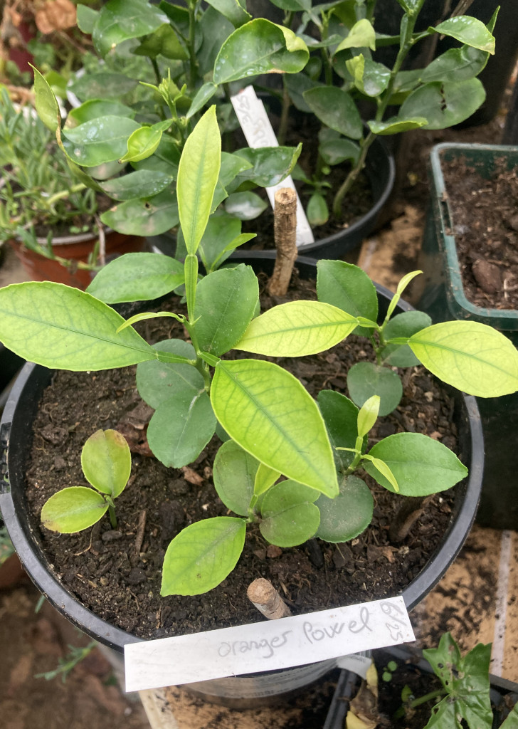 Zoomer sur l'image : 