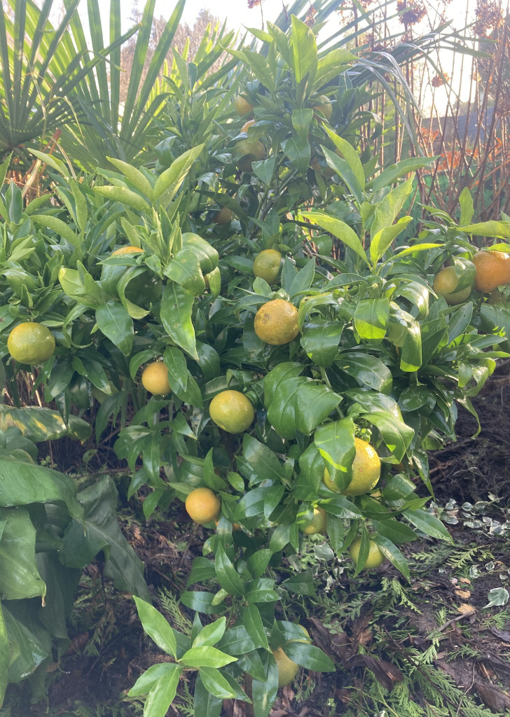 Zoomer sur l'image : 