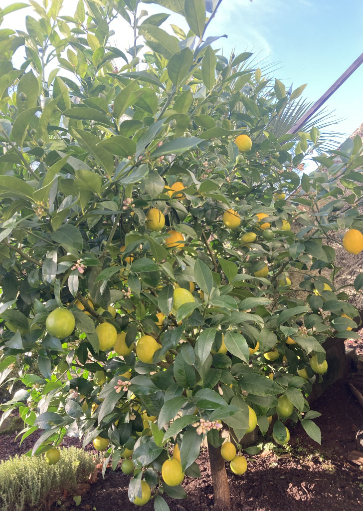 Zoomer sur l'image : 