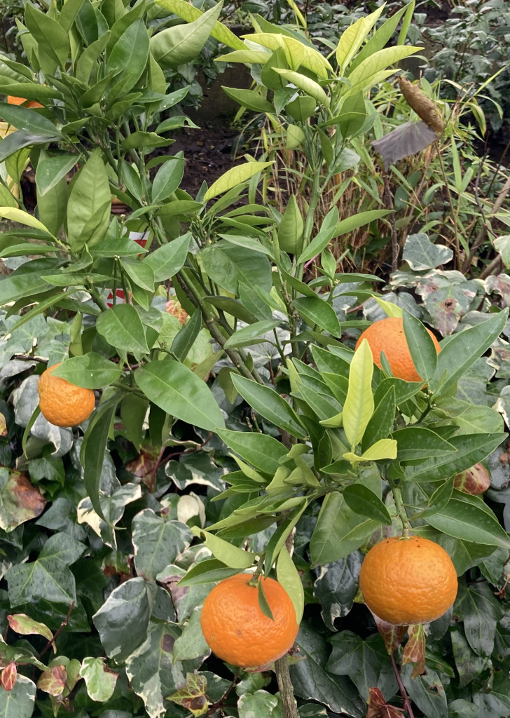 Zoomer sur l'image : 