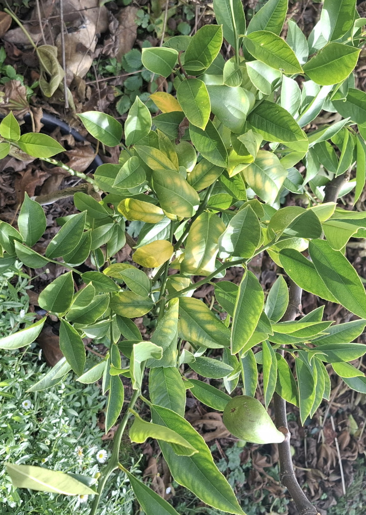 Zoomer sur l'image : 