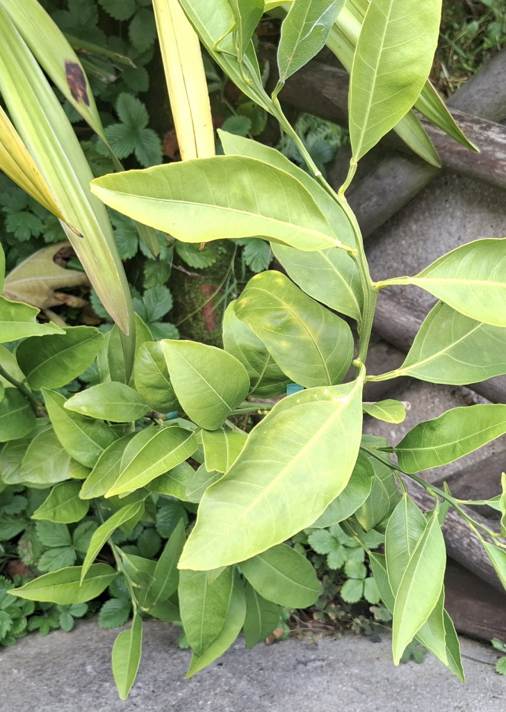 Zoomer sur l'image : 