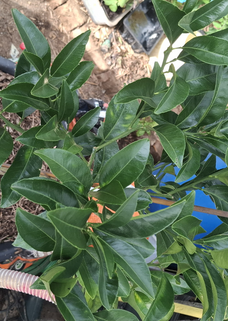 Zoomer sur l'image : 