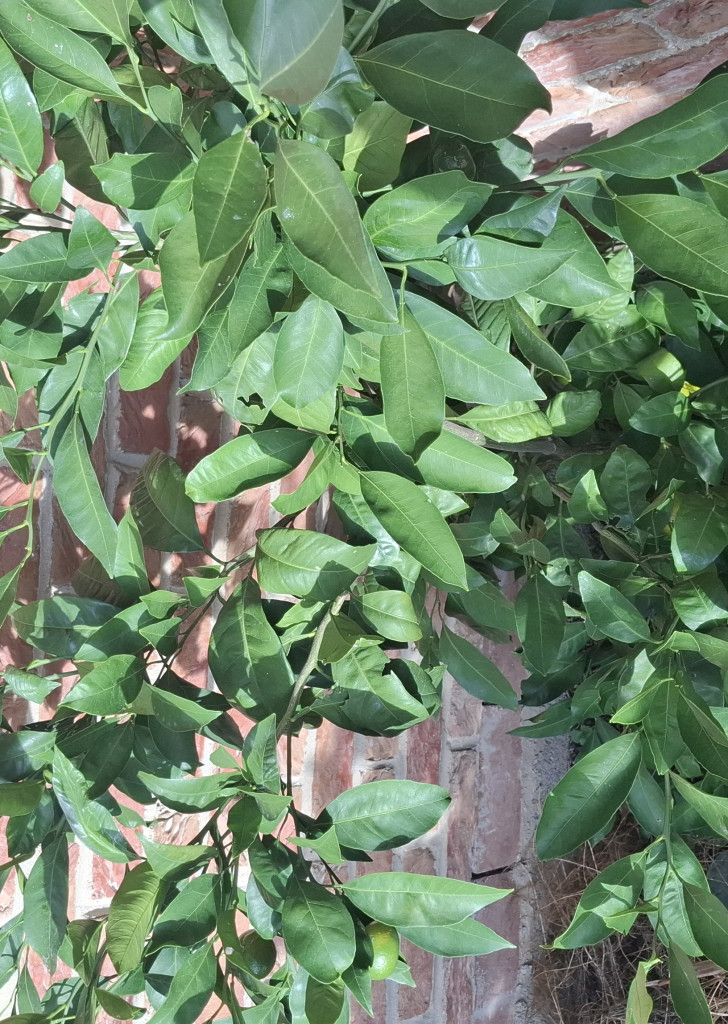 Zoomer sur l'image : 