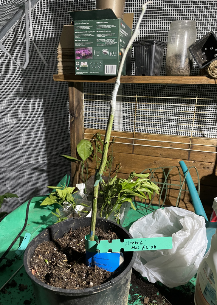 Zoomer sur l'image : 