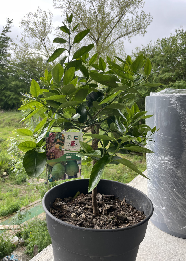 Zoomer sur l'image : Lime