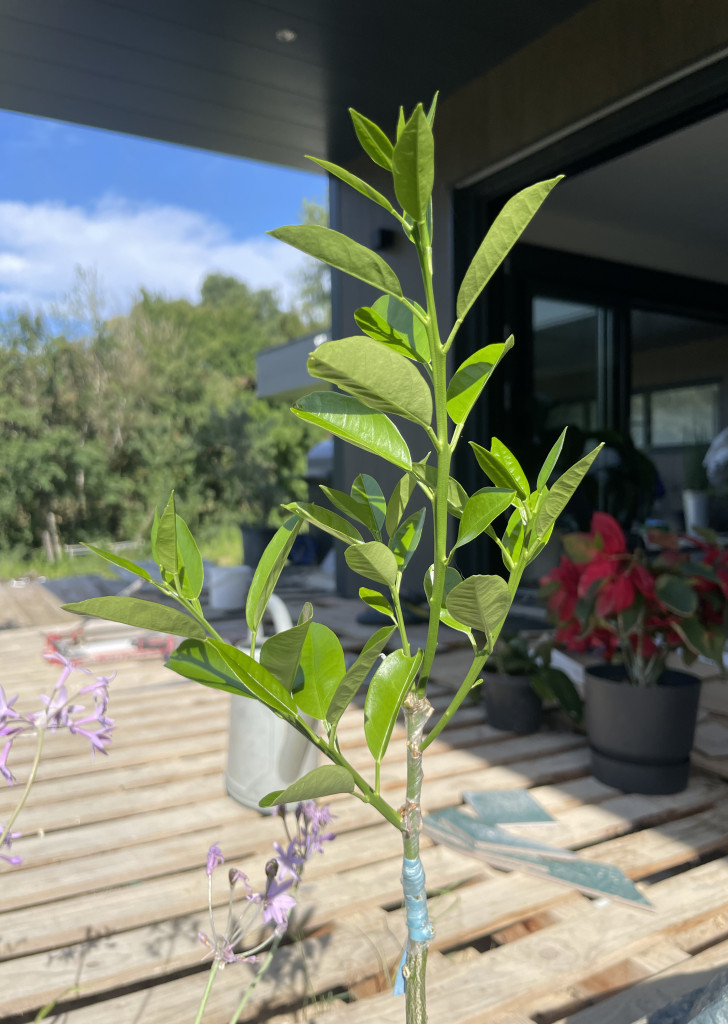 Zoomer sur l'image : 