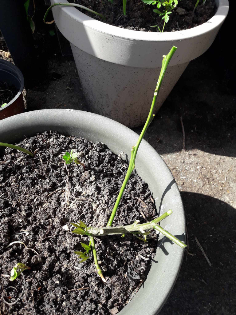 Zoomer sur l'image : 