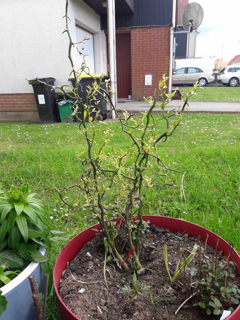 Zoomer sur l'image : 