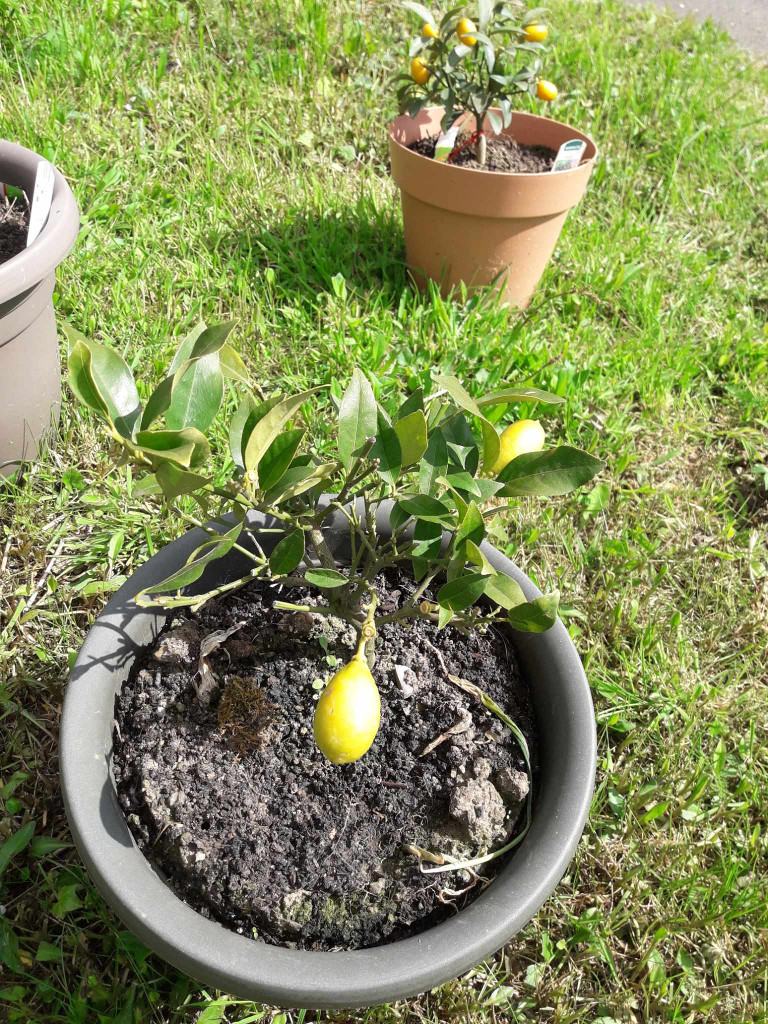 Zoomer sur l'image : 