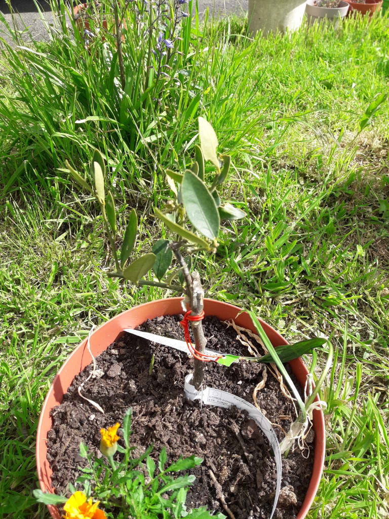 Zoomer sur l'image : 