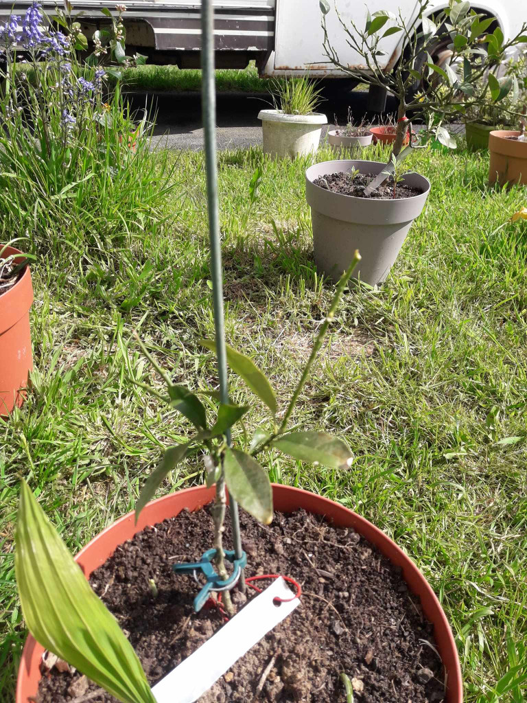 Zoomer sur l'image : 