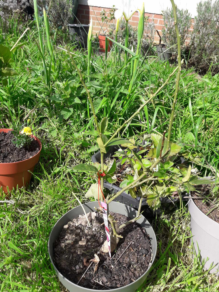 Zoomer sur l'image : 