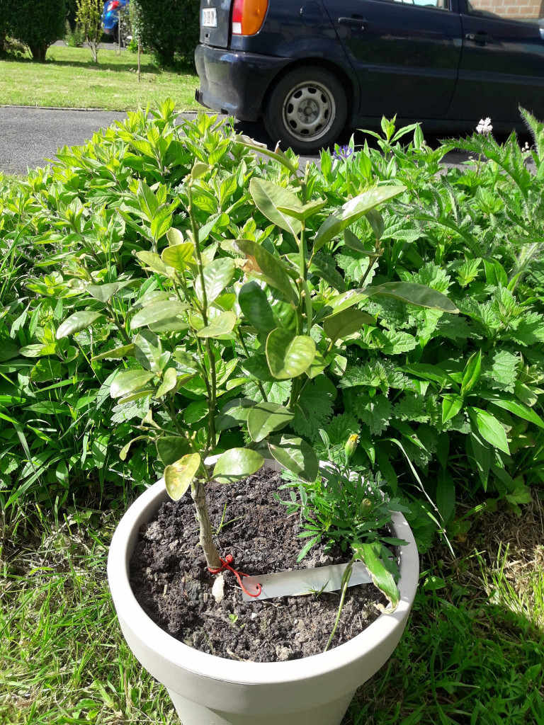 Zoomer sur l'image : 