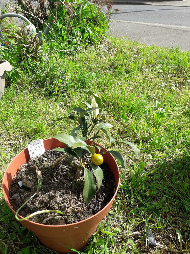 Zoomer sur l'image : 