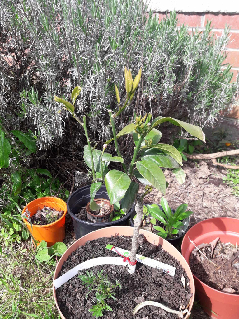 Zoomer sur l'image : 