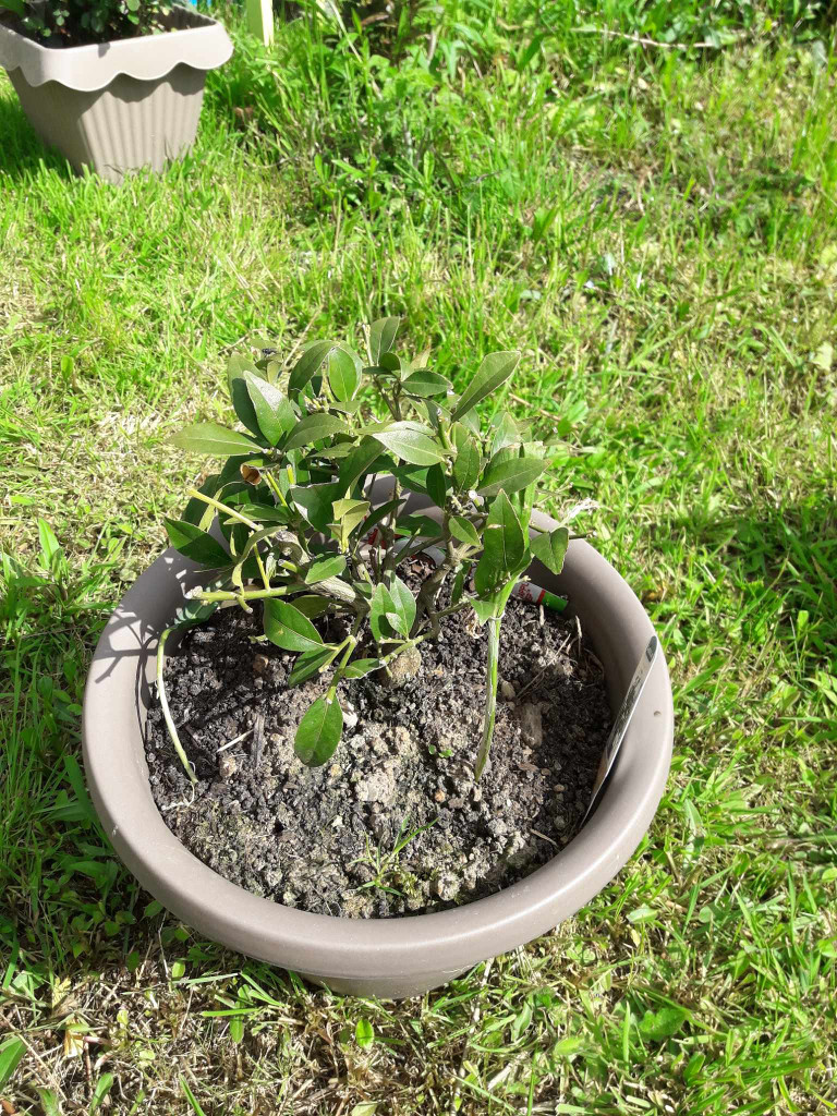 Zoomer sur l'image : 