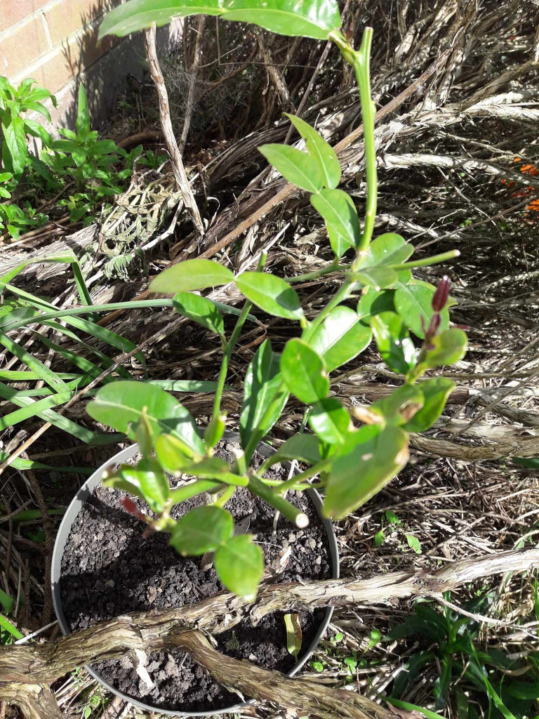 Zoomer sur l'image : 